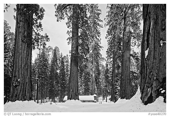 Giant sequoias, Upper Mariposa Grove, Museum, and snow. Yosemite National Park (black and white)