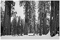 Giant sequoias, Upper Mariposa Grove, Museum, and snow. Yosemite National Park, California, USA. (black and white)
