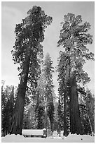 Big trees, and Mariposa Grove Museum in winter. Yosemite National Park, California, USA. (black and white)