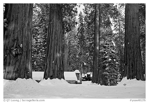 Mariposa Grove Museum at the base of giant trees in winter. Yosemite National Park (black and white)