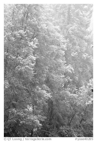 Snow streaks and forest. Yosemite National Park (black and white)