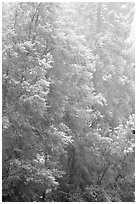 Snow streaks and forest. Yosemite National Park ( black and white)