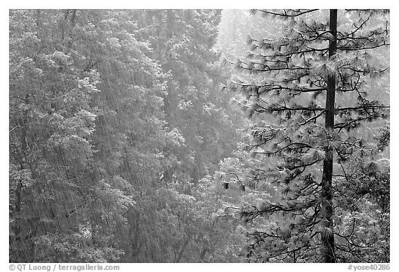 Forest during snowstorm, Wawona. Yosemite National Park (black and white)