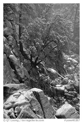 Rocks and tree with fresh snow, Wawona. Yosemite National Park (black and white)