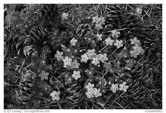 Pine cones and flowers, Hetch Hetchy Valley. Yosemite National Park, California, USA.