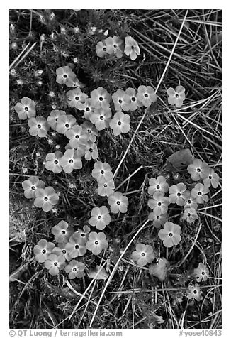 Flower close-ups, Hetch Hetchy Valley. Yosemite National Park (black and white)