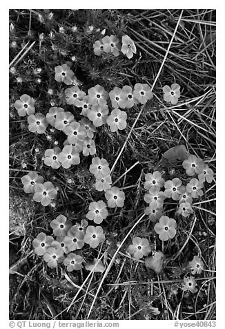 Flower close-ups, Hetch Hetchy Valley. Yosemite National Park, California, USA.