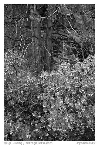 Manzanita in bloom, pine tree, and rock. Yosemite National Park (black and white)