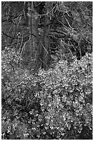 Manzanita in bloom, pine tree, and rock. Yosemite National Park, California, USA. (black and white)