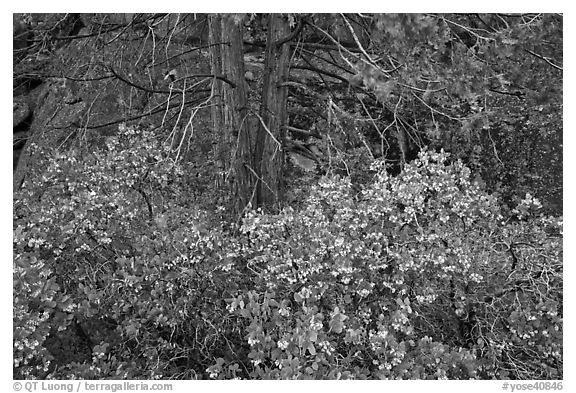 Manzanita with flowers, pine tree, and rock. Yosemite National Park (black and white)