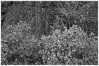 Manzanita with flowers, pine tree, and rock. Yosemite National Park, California, USA. (black and white)