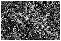 Close-up of pine cones and needles. Yosemite National Park, California, USA. (black and white)