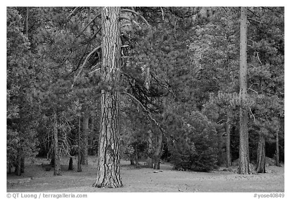 Lodgepole pine and forest. Yosemite National Park (black and white)