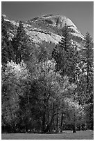 Apple tree in bloom and North Dome. Yosemite National Park, California, USA. (black and white)