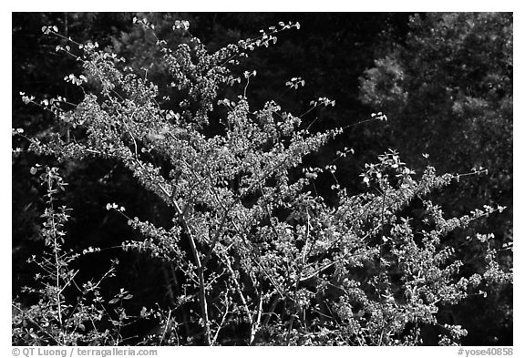 Redbud tree in bloom, Lower Merced Canyon. Yosemite National Park (black and white)