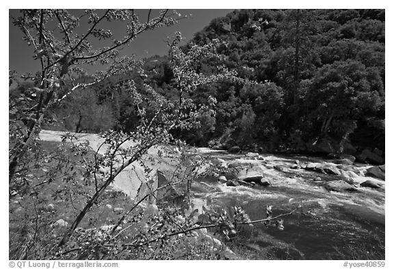 Redbud in bloom and Merced River, Lower Merced Canyon. Yosemite National Park (black and white)