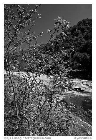 Redbud tree and Merced River, Lower Merced Canyon. Yosemite National Park, California, USA.