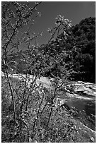 Redbud tree and Merced River, Lower Merced Canyon. Yosemite National Park, California, USA. (black and white)