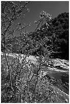 Redbud tree and Merced River, Lower Merced Canyon. Yosemite National Park, California, USA. (black and white)