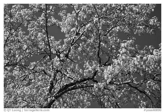 Branches with spring leaves against sky. Yosemite National Park (black and white)