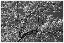 Branches with spring leaves against sky. Yosemite National Park, California, USA. (black and white)