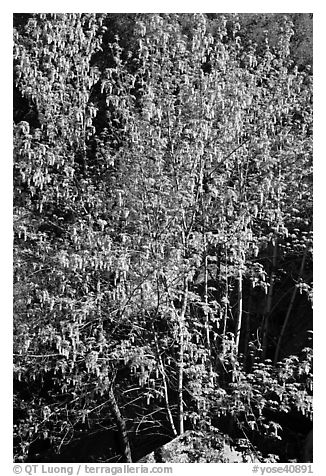 Tree in early spring. Yosemite National Park (black and white)