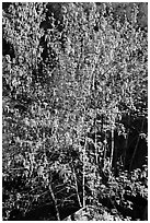 Tree in early spring. Yosemite National Park, California, USA. (black and white)