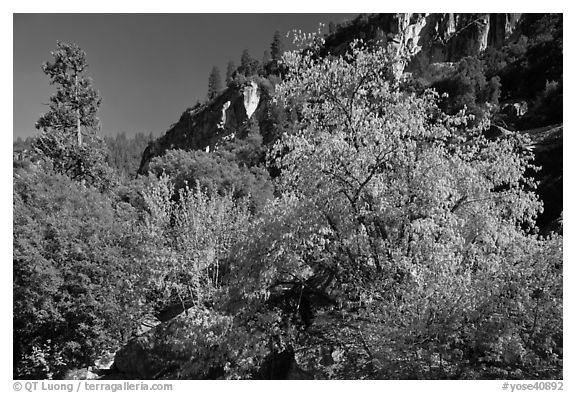 Tree in cliffs, early spring, Lower Merced Canyon. Yosemite National Park (black and white)