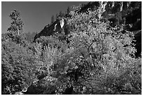 Tree in cliffs, early spring, Lower Merced Canyon. Yosemite National Park ( black and white)