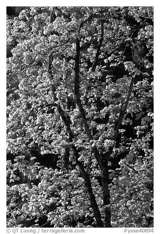 New leaves on tree, Lower Merced Canyon. Yosemite National Park (black and white)