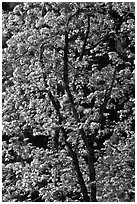 New leaves on tree, Lower Merced Canyon. Yosemite National Park, California, USA. (black and white)