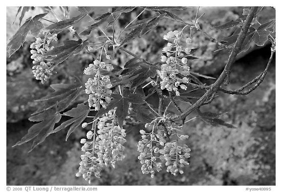 New buds on tree branch and rock. Yosemite National Park (black and white)