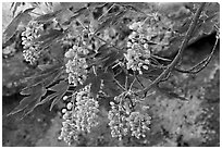 New buds on tree branch and rock. Yosemite National Park, California, USA. (black and white)