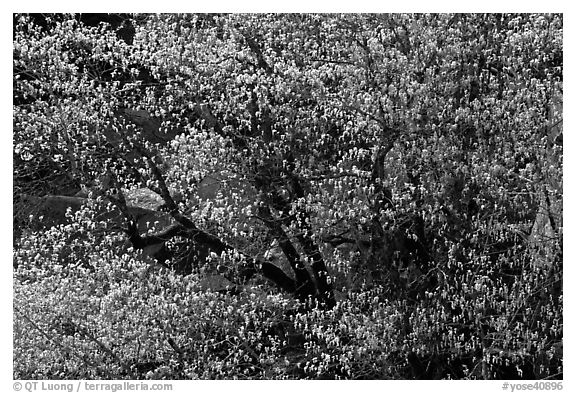 Tree in early spring with tender green. Yosemite National Park (black and white)
