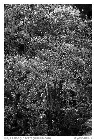 Tree and rocks, early spring. Yosemite National Park (black and white)