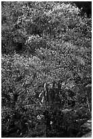 Tree and rocks, early spring. Yosemite National Park, California, USA. (black and white)