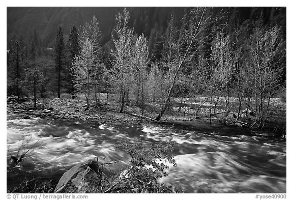 Newly leafed trees on island and Merced River, Lower Merced Canyon. Yosemite National Park, California, USA.