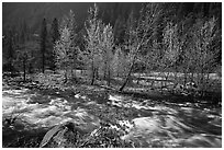 Newly leafed trees on island and Merced River, Lower Merced Canyon. Yosemite National Park, California, USA. (black and white)