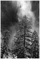 Trees and falling water, Bridalveil falls. Yosemite National Park, California, USA. (black and white)