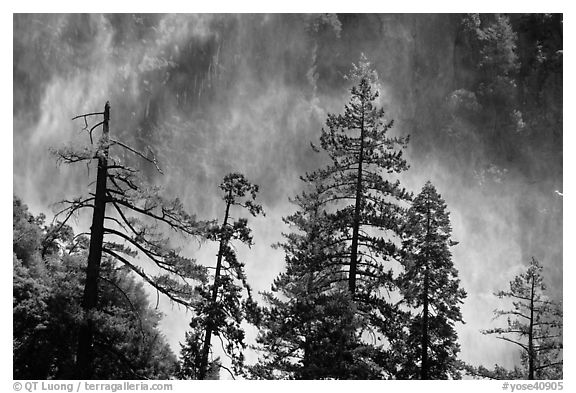 Trees and mist from Bridalveil falls. Yosemite National Park (black and white)