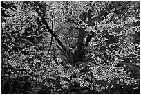 Tree in bloom. Yosemite National Park, California, USA. (black and white)