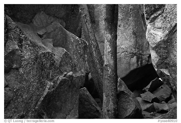 Tree and boulders. Yosemite National Park (black and white)