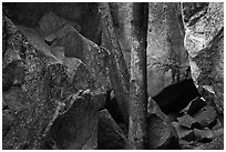 Tree and boulders. Yosemite National Park ( black and white)