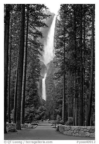 Path leading to Yosemite Falls framed by tall pine trees. Yosemite National Park, California, USA.