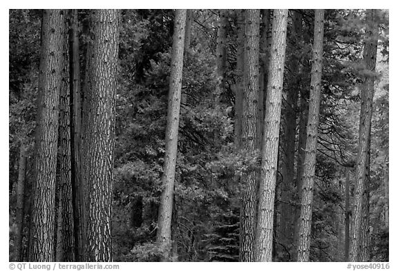 Pine forest. Yosemite National Park, California, USA.