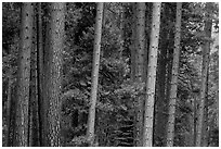 Pine forest. Yosemite National Park, California, USA. (black and white)