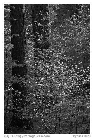 Pine trees and dogwoods, late afternoon, Tuolumne Grove. Yosemite National Park, California, USA.