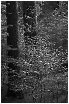Pine trees and dogwoods, late afternoon, Tuolumne Grove. Yosemite National Park, California, USA. (black and white)
