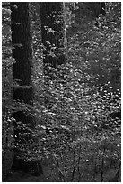 Pine trees and dogwoods, late afternoon, Tuolumne Grove. Yosemite National Park, California, USA. (black and white)