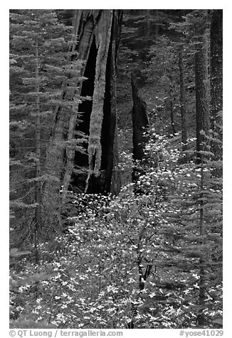 Dogwood and hollowed sequoia trunk, Tuolumne Grove. Yosemite National Park, California, USA.